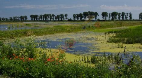 DELTA NEAJLOVULUI-COMANA (GIURGIU)