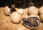 Excursie în lumea fantastică a dinozaurilor