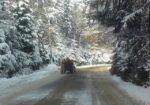 Crăciun 2025 în Maramureș – Pensiunea Căprioara  Firiza