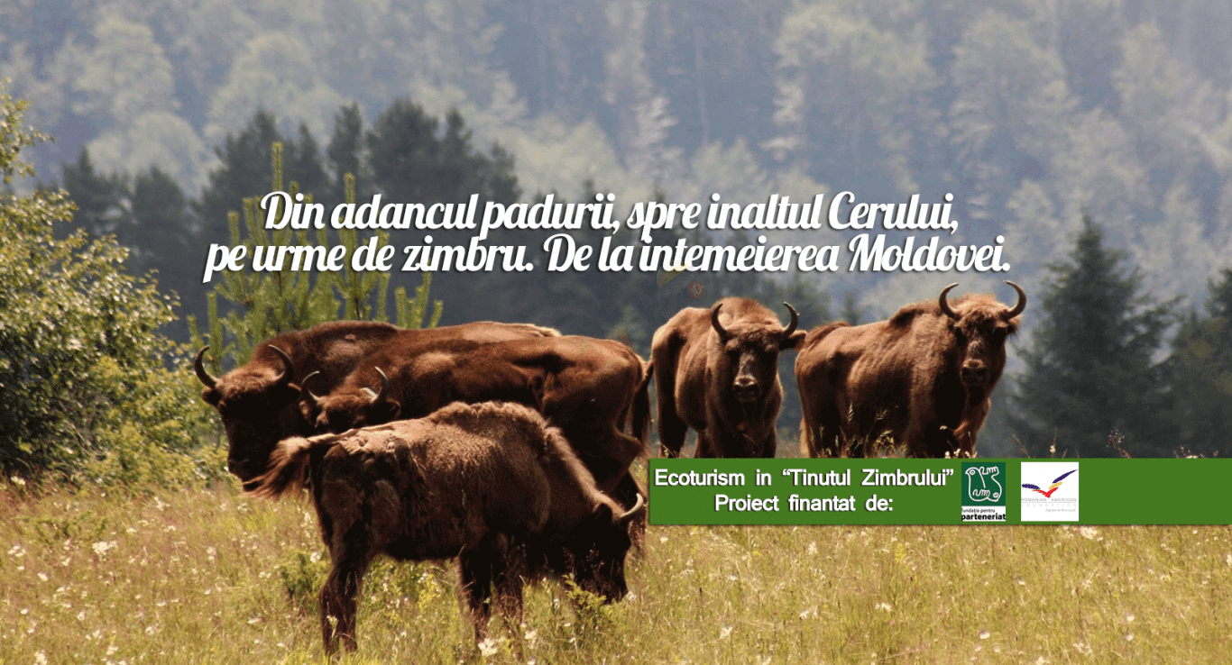 Ţinutul Zimbrului viitoare destinaţie ecoturistică