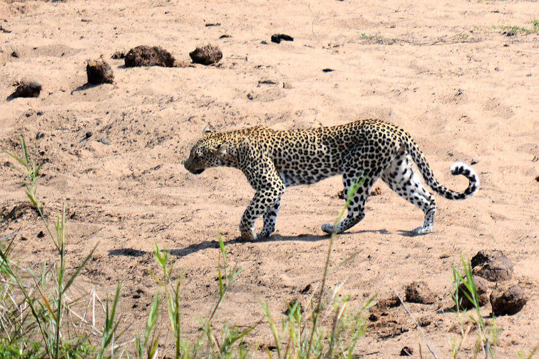 Circuit Africa de Sud și Safari în Parcul Kruger