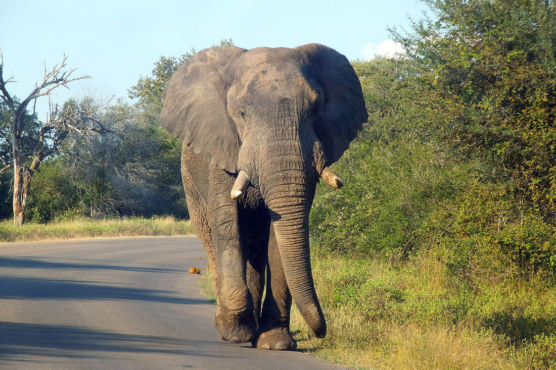 Circuit Africa de Sud și Safari în Parcul Kruger