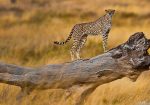 Circuit Safari în Tanzania