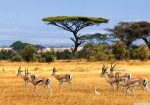 Circuit Safari în Tanzania