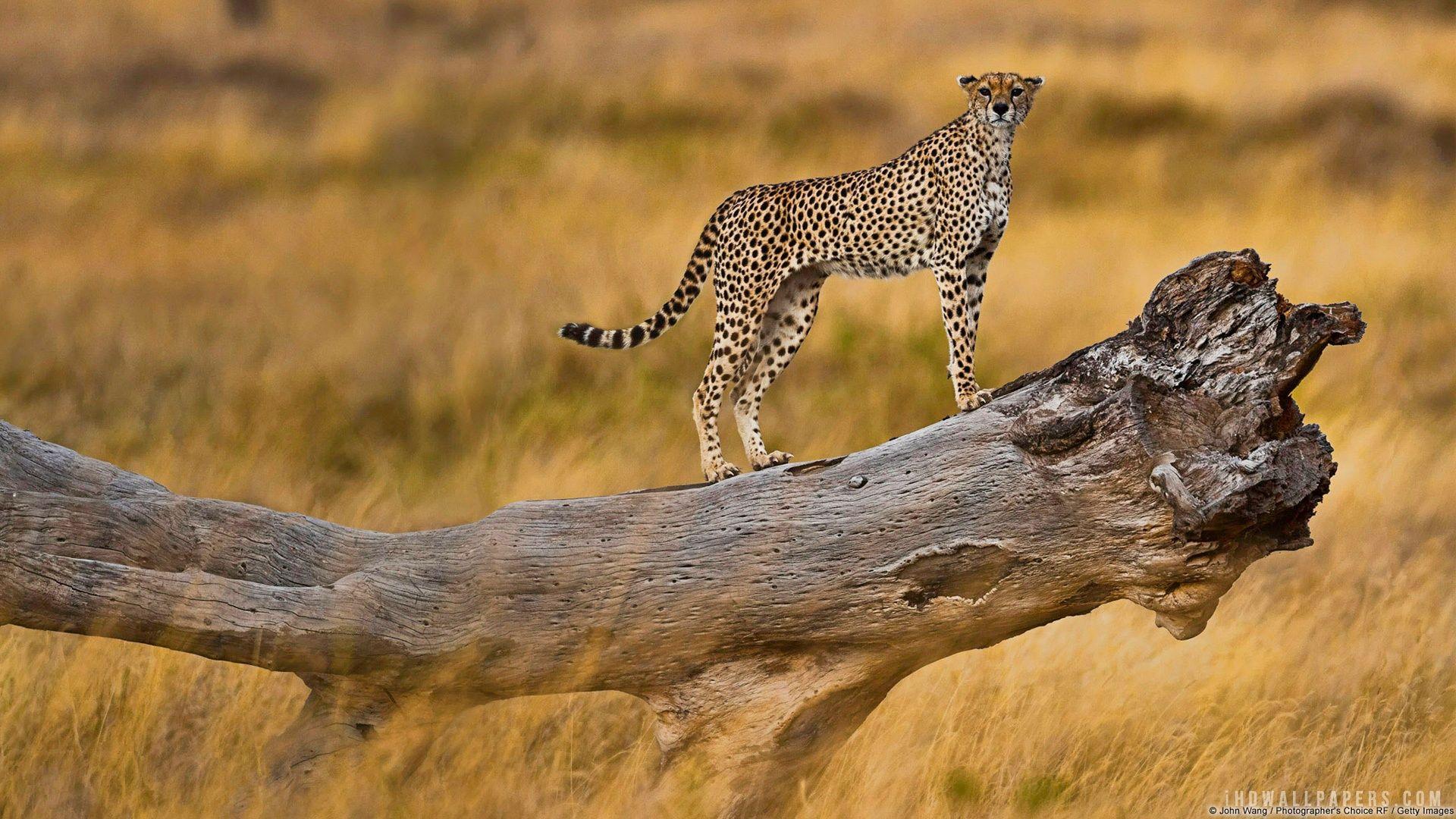 Tanzania-Paradisul animalelor sălbatice