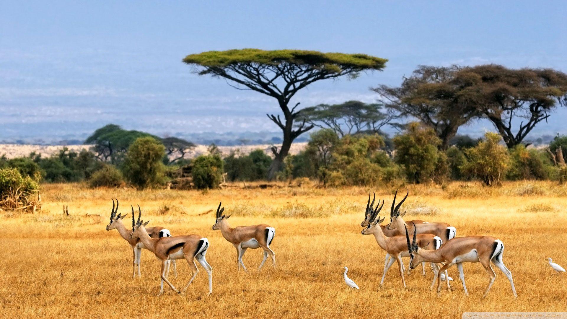 Tanzania-Paradisul animalelor sălbatice